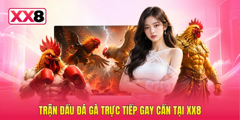 Trận đấu đá gà trực tiếp gay cấn tại XX8